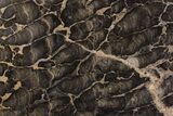 Polished Stromatolite (Boxonia) From Australia - Million Years #208174-1